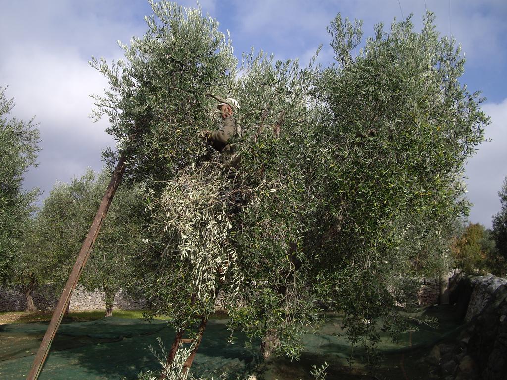 Trulli Convertini Locorotondo Εξωτερικό φωτογραφία
