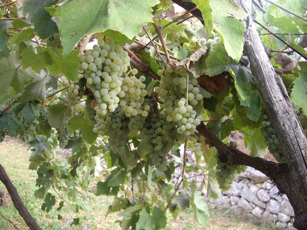 Trulli Convertini Locorotondo Εξωτερικό φωτογραφία