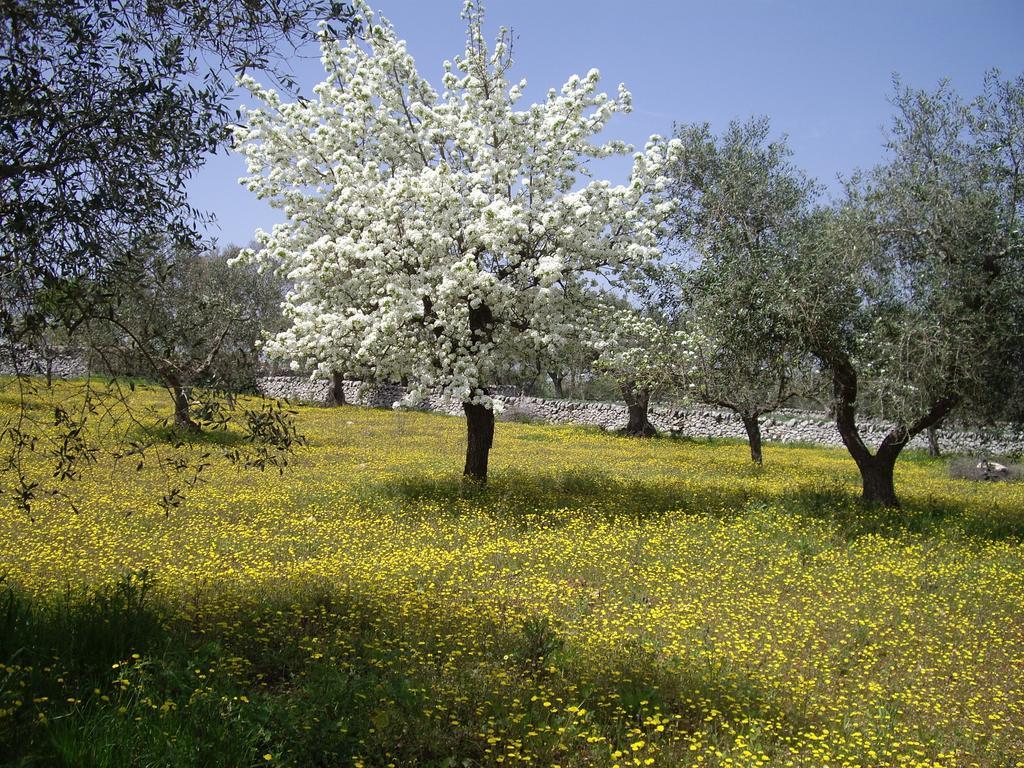 Trulli Convertini Locorotondo Εξωτερικό φωτογραφία