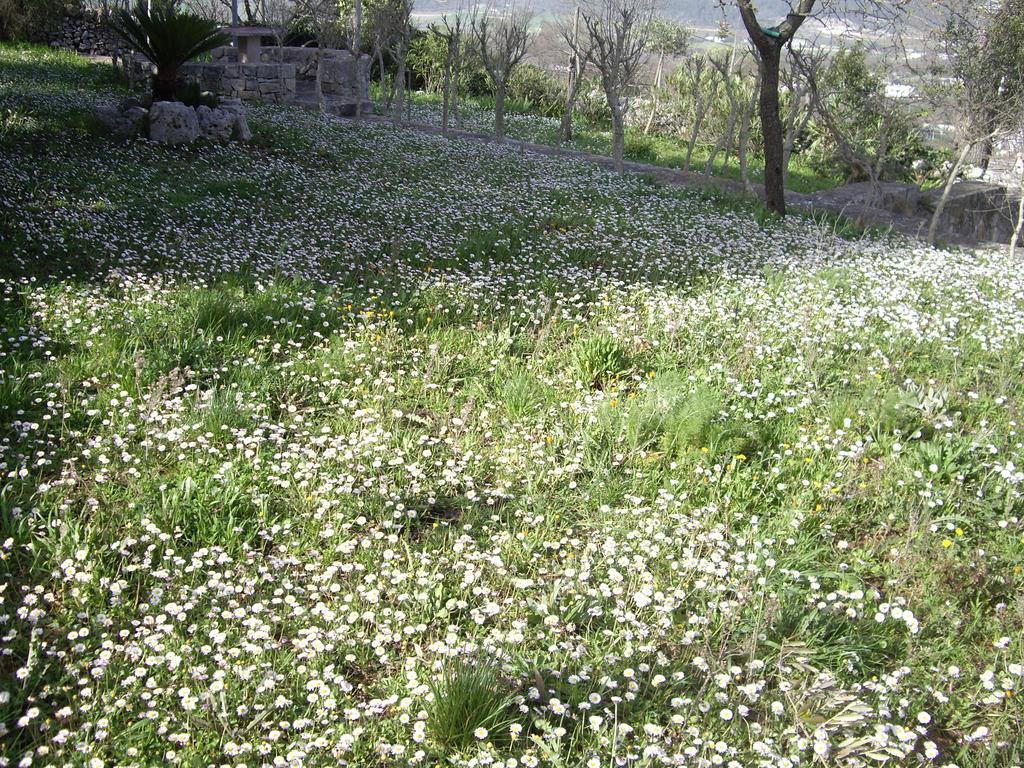 Trulli Convertini Locorotondo Δωμάτιο φωτογραφία