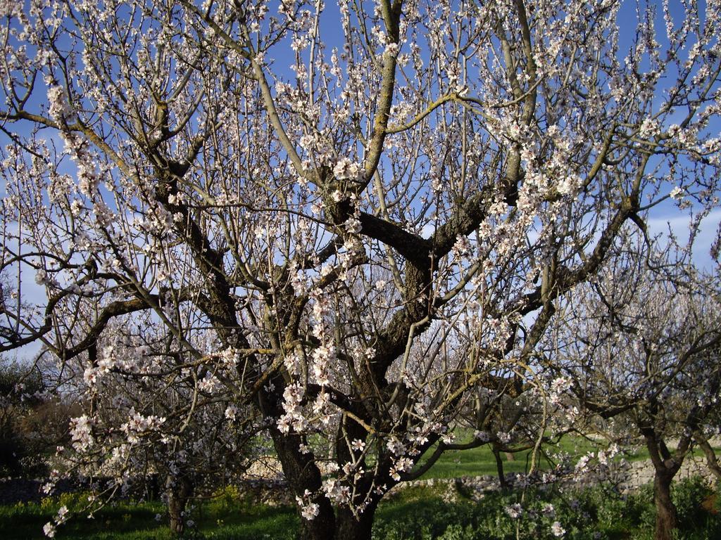 Trulli Convertini Locorotondo Εξωτερικό φωτογραφία